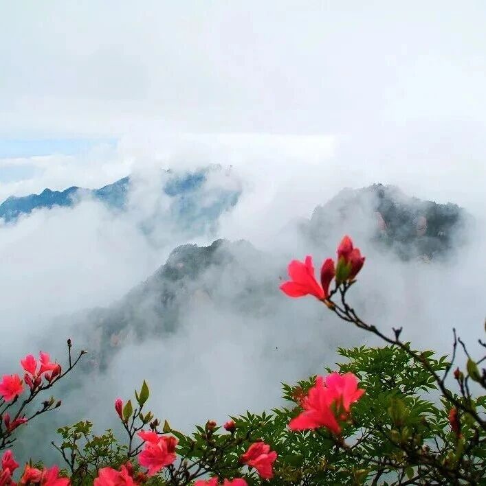 九华山风景区:高山杜鹃绽放 “天街花市”引客来