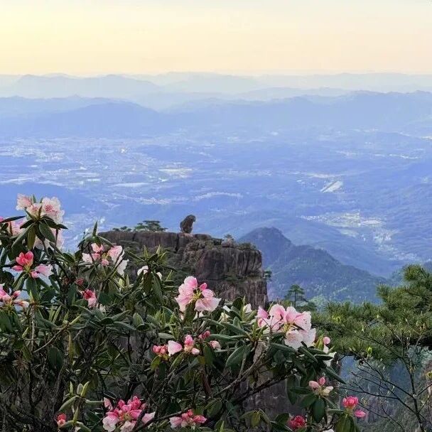 阅尽如画春色 畅游暖心黄山——黄山风景区2026年“五一”假期综述