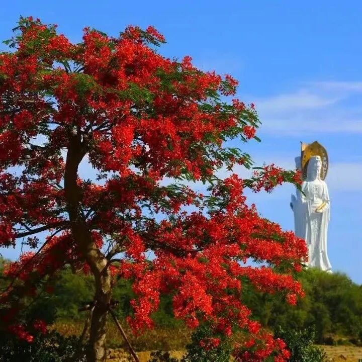 假期将阑夏临南山 山海梵韵静享清欢