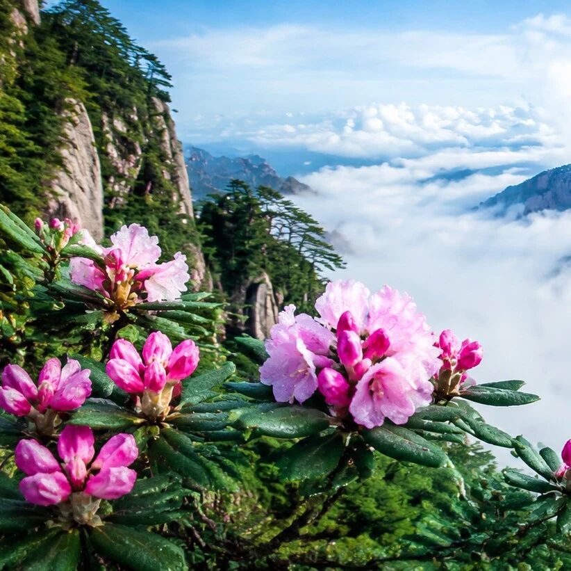 「黄山杜鹃」来自北纬 30° 的初夏礼物!清凉刚好,花事正盛|文末抽奖送门票