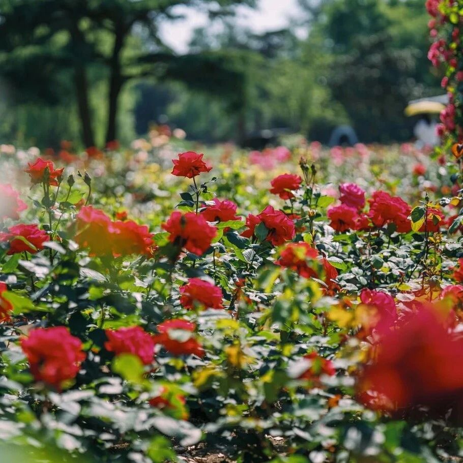 五月浪漫已送达,月季花开满园
