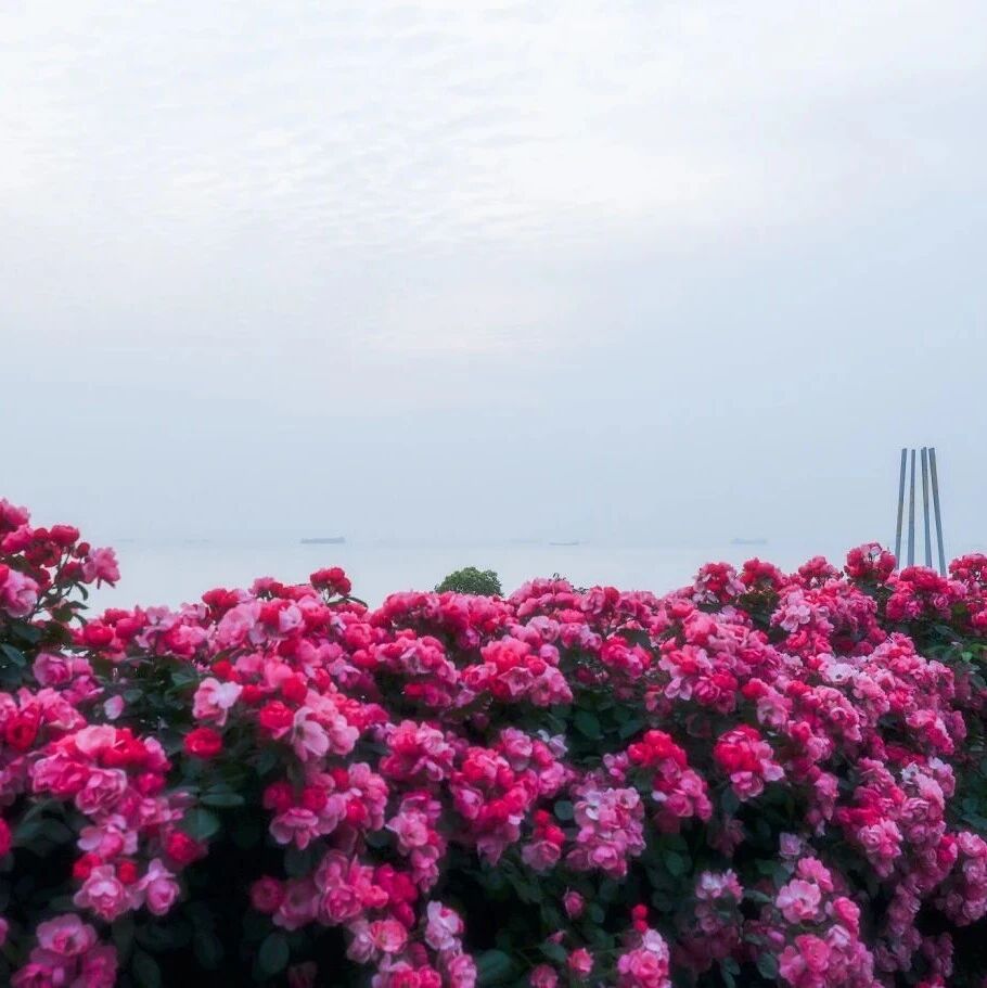 限定浪漫!2公里月季花墙迎来盛花期