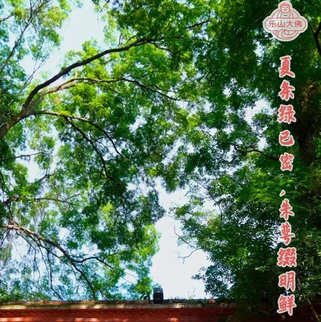 乐言乐语 | 夏条绿已密,朱萼缀明鲜
