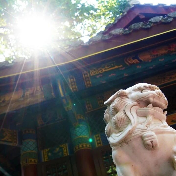 大佛初夏|光影落满红墙,连风里都是清欢