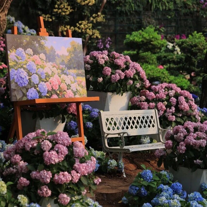 东方原生的“花球精灵”——绣球,青秀山花海的颜值担当