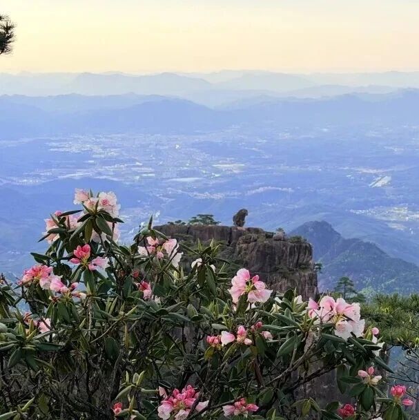 五月黄山:云端杜鹃正盛,赴一场山林花海之约