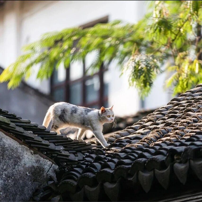 古镇寻喵记 | 转角遇到“猫老板”