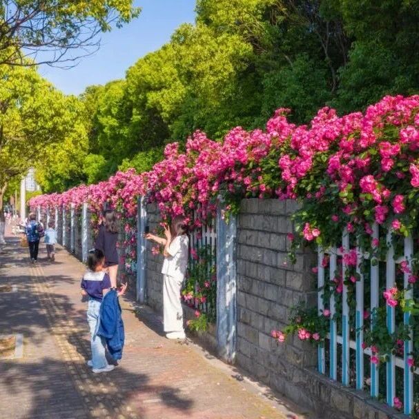 花中皇后上线!苏州月季赏花地图来啦