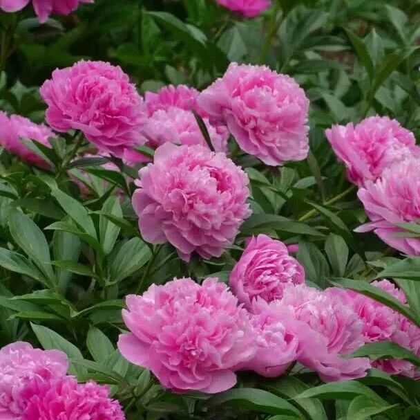 与芍药浪漫邂逅