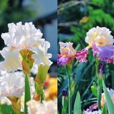 彩虹之花——鸢尾