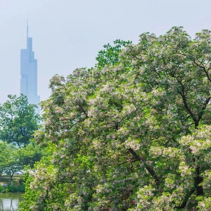 春日的“最后一花”,是什么?