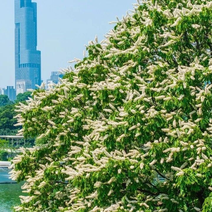 花似“宝塔”,这是什么树?