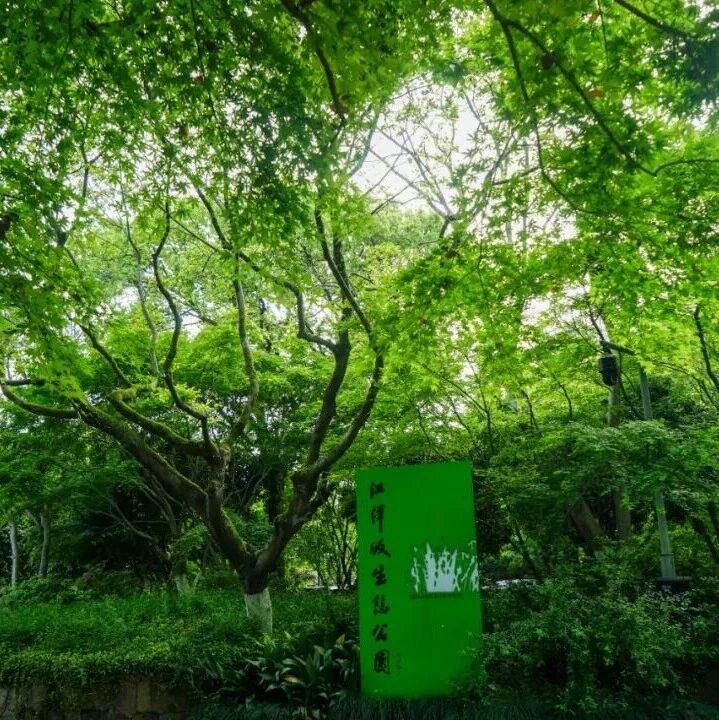 码住!江洋畈的初夏,主打一个“野生美学”!