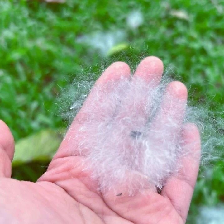 初夏的一场“雪”