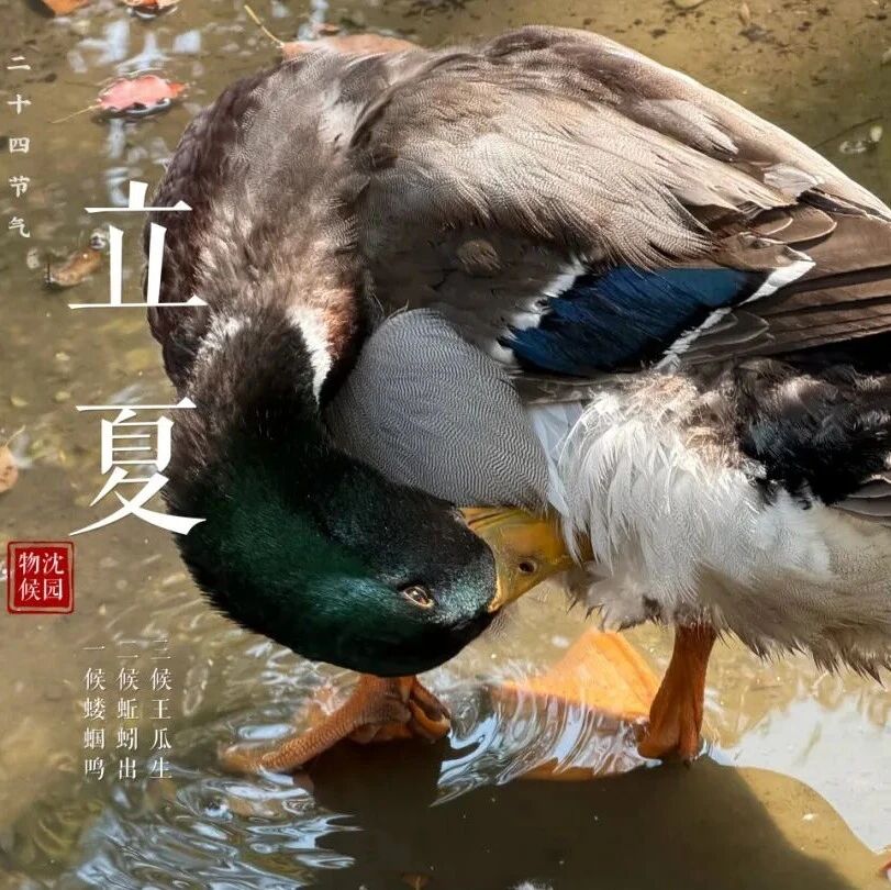 【沈园物候】立夏·夏意初萌