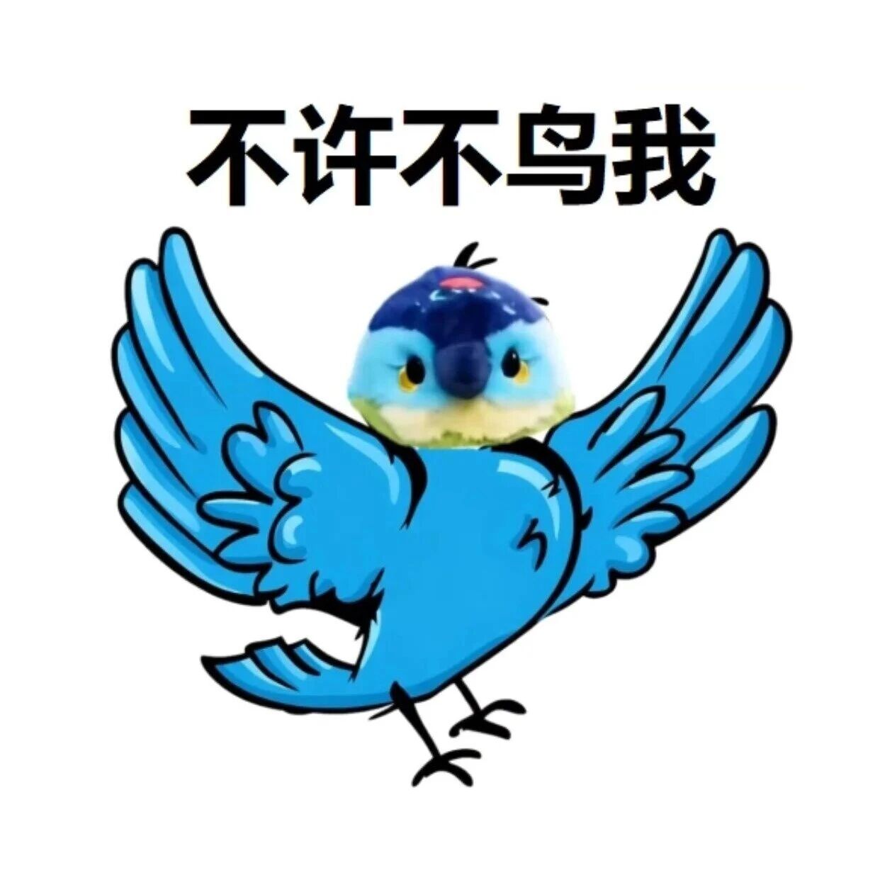 每天认识一种鸟——罗浮山五色雀